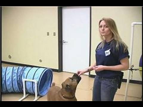 Köpek Çeviklik Egzersizleri: Köpek Eğitim Engeller: Tünel