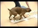 Köpek Çeviklik Egzersizleri: Köpek Eğitim Engeller: Merdiven