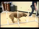 Köpek Çeviklik Egzersizleri: Köpek Çeviklik Eğitim: Arka Çapraz Resim 3