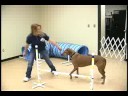 Köpek Çeviklik Egzersizleri: Köpek Çeviklik Eğitim: Atlama Resim 3