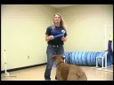 Köpek Çeviklik Egzersizleri: Köpek Eğitim Engeller: Hedef Resim 3