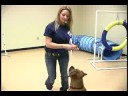Köpek Çeviklik Egzersizleri: Köpek Eğitim Engeller: Merdiven Resim 3