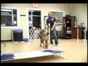 Köpek Çeviklik Egzersizleri: Köpek Çeviklik Eğitim: Geniş Atlama Resim 4