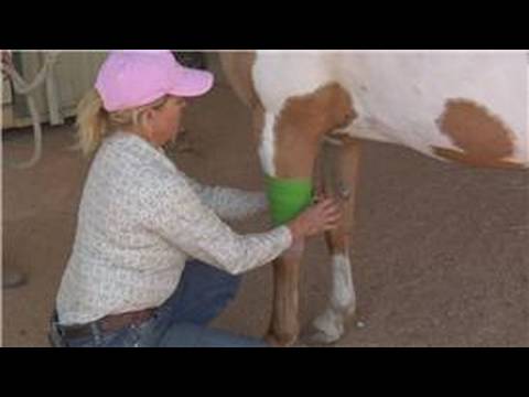 At Bakım Ve Bilgi: A At Nalı Yara Veteriner Şal İle Kayıt Resim 1