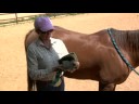 At Bakım & Bilgi : Atlı Spor Hekimliği Bot Koy 