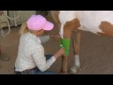 At Bakım Ve Bilgi: A At Nalı Yara Veteriner Şal İle Kayıt Resim 3