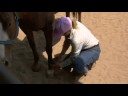 At Bakım Ve Bilgi: Polo Tamamladı Bir Ata Koymayı Resim 4