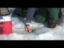 Buzda Balık: Nasıl Yakalamak Ve Bir Balık Yayın: Buz Balıkçılık: Balık Jig Çubuk Üzerinde Açılış Resim 4