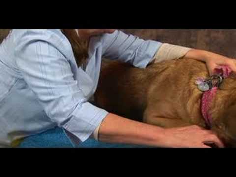 Köpek Bilek Artrit İçin Akupunktur : Bilek Artrit İçin Köpek Akupunktur: Bitişik Vadi Resim 1