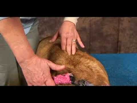 Köpek Bilek Artrit İçin Akupunktur : Bilek Artrit İçin Köpek Mesaj: Kürek Resim 1
