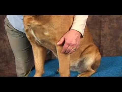 Köpek Bilek Artrit İçin Akupunktur : Köpek Bilek Artrit İçin Akupunktur: Çarpık Havuzu