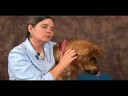 Köpek Bilek Artrit İçin Akupunktur : Akupunktur Köpek Rahatlama