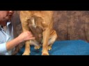 Köpek Bilek Artrit İçin Akupunktur : Bilek Artrit İçin Köpek Masaj: Bacak