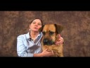 Köpek Bilek Artrit İçin Akupunktur : Köpek Akupunktur Faydaları