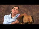 Köpek Bilek Artrit İçin Akupunktur : Köpek Akupunktur Faydaları Resim 3