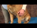 Köpek Bilek Artrit İçin Akupunktur : Köpek Bilek Artrit İçin Akupunktur: Çarpık Havuzu Resim 3