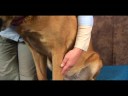 Köpek Bilek Artrit İçin Akupunktur : Köpek Bilek Artrit İçin Akupunktur: Kalp Şube  Resim 3
