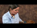 Köpek Bilek Artrit İçin Akupunktur : Akupunktur Köpek Rahatlama Resim 4