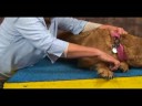 Köpek Bilek Artrit İçin Akupunktur : Bilek Artrit İçin Köpek Akupunktur: Bitişik Vadi Resim 4