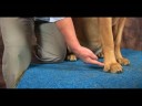 Köpek Bilek Artrit İçin Akupunktur : Köpek Bilek Artrit İçin Akupunktur: Geri Creek Resim 4