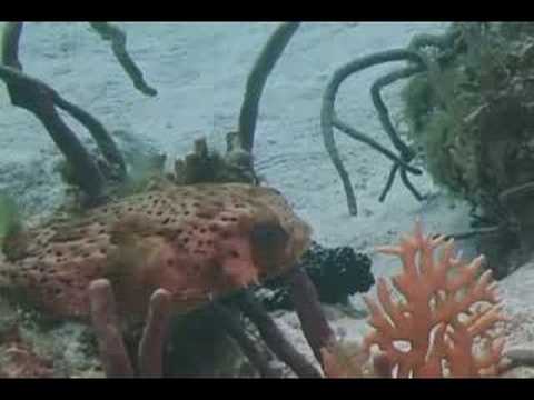 Mercan Resif Deniz Yaşamı Tanımlama : Mercan Resif Balık: Balloonfish