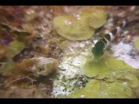 Mercan Resif Deniz Yaşamı Tanımlama : Mercan Resif Balık: Horozbina Eyerli
