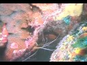 Mercan Resif Deniz Yaşamı Tanımlama : Mercan Kayalığı Hayvanlar: Çizgili Temizlikçi Karides