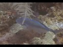 Mercan Resif Deniz Yaşamı Tanımlama : Mercan Resif Balık: Bar Jack