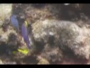 Mercan Resif Deniz Yaşamı Tanımlama : Mercan Resif Balık: İspanyolca Domuzbalığı