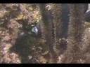 Mercan Resif Deniz Yaşamı Tanımlama : Mercan Resif Balık: Gri Melek Balığı Resim 3