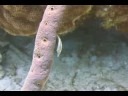 Mercan Resif Deniz Yaşamı Tanımlama : Mercan Resif Balık: Slender Filefish Resim 3