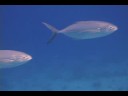 Mercan Resif Deniz Yaşamı Tanımlama : Mercan Resif Balık: Mavi Runner Resim 4