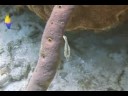 Mercan Resif Deniz Yaşamı Tanımlama : Mercan Resif Balık: Slender Filefish Resim 4