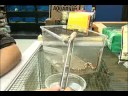 Nasıl Kum Boa Yılanının Bakımı İçin : Kum Şal Besleme  Resim 3