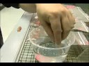 Nasıl Kum Boa Yılanının Bakımı İçin De-Çözülme Kum Boa Gıda Resim 3