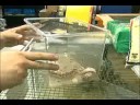 Nasıl Kum Boa Yılanının Bakımı İçin : Kum Şal Besleme  Resim 4