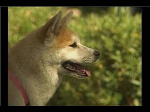 Köpek Hüner Eğitim İpuçları: Köpek Hüner Eğitim Malzemeleri