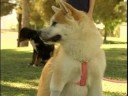 Köpek Eğitim İpuçları : Köpek Irkları Hakkında Mitler Eğitim  Resim 3