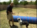 Köpek Eğitim İpuçları : Köpekler İçin Köpek Hile Faydaları  Resim 3