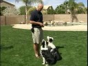 Nasıl Tren Bir Köpek Sit: Sit Rutinleri İle Bir Köpek Eğitim Resim 3