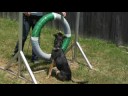 Köpek Eğitimi: Engelleri Öğretim: Köpek Eğitim: Lastik Atlama Eğitimi