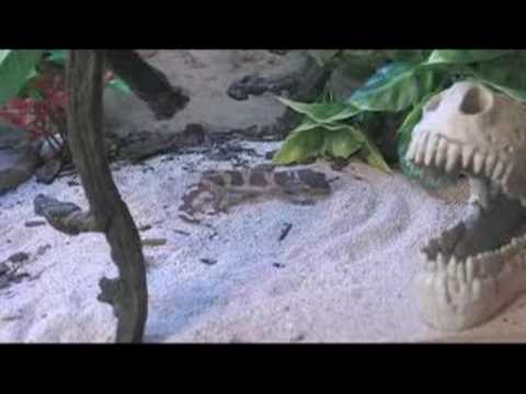 Nasıl Leopard Kertenkeleler Bakımı: Leopar Gecko Fiziksel Özellikleri