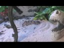 Nasıl Leopard Kertenkeleler Bakımı: Leopar Gecko Fiziksel Özellikleri Resim 3
