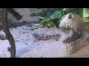 Nasıl Leopard Kertenkeleler Bakımı: Leopar Gecko Fiziksel Özellikleri Resim 4