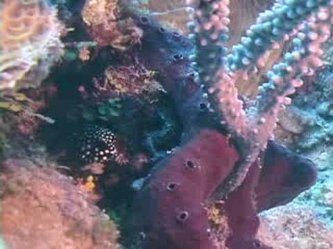 Karayip Balık Tanımlama: Balık Tanımlama: Pürüzsüz Trunkfish Resim 1