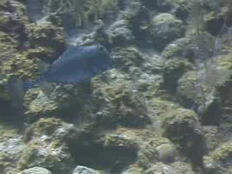Karayip Balık Tanımlama: Balık Tanımlama: Trunkfish Resim 1