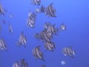 Karayip Balık Tanımlama: Balık Tanımlama: Atlantik Spadefish Resim 3
