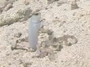 Karayip Balık Tanımlama: Balık Tanımlama: Yellowhead Jawfish Resim 3