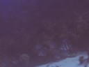 Karayip Balık Tanımlama: Balık Tanımlama: Atlantik Spadefish Resim 4