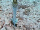 Karayip Balık Tanımlama: Balık Tanımlama: Yellowhead Jawfish Resim 4